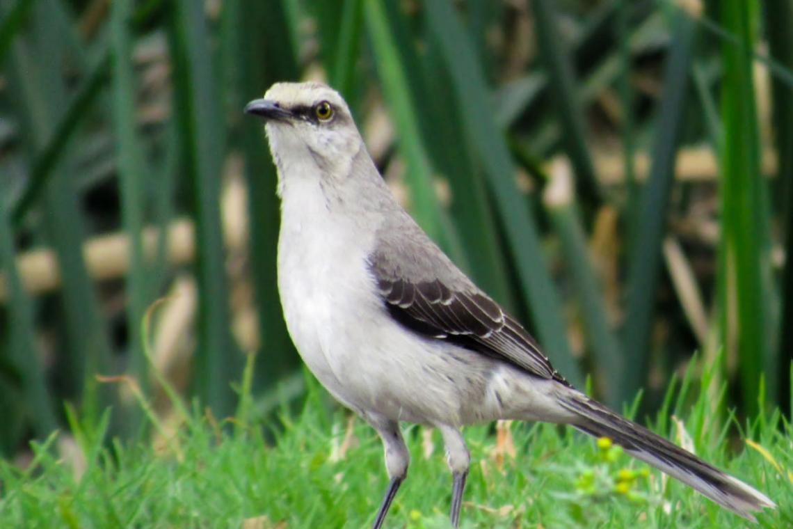 aves
