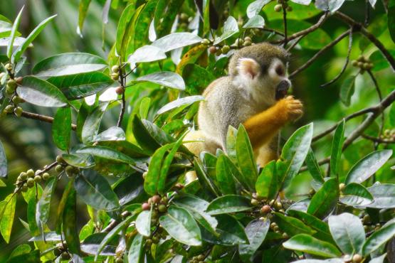 Puerto Nariño joya ecológica del Amazonas